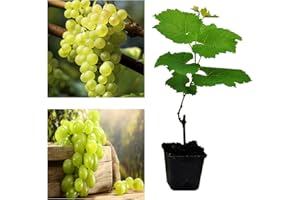CARBETH PLANTS Grape Plant 'Phoenix' High Yielding Large Plant in 9cm Pot - Grape Vine - Vitis Grapes (Regular Packaging)