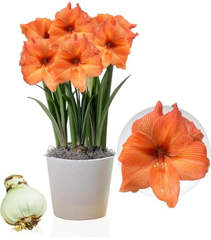 Bloomique - Set van 2 - Amaryllis Bol in Wax - Rode Fluwele Coating - Bloembol - No Water Flowers - Kerstversiering - 15-25 cm Hoog bij Levering - Groeit tot 40-60 cm - 10 cm diameter
