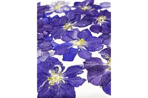 HANDI-KAFU 24 pcs Purple Larkspur Real Natural Dried Pressed Flowers for Resin Art Craft DIY