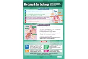 Daydream Education The Lungs and Gas Exchange | Science Posters | Gloss Paper measuring 850mm x 594mm (A1) | Science Charts for the Classroom | Education Charts