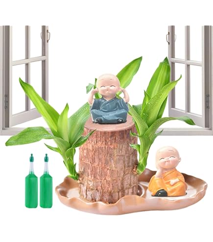coin plant Coin Grass – The Plant Keepers