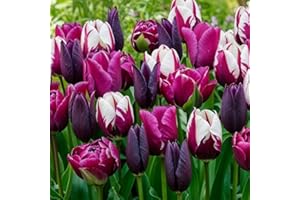 DUTCH BULBS EXCLUSIVE PLANTS FROM HOLLAND Tulipes Bulbes Mauve & Noir & Blanc Collection - 25 Bulbes de Fleurs à Planter Exterieur - Plantes Vivaces Exterieur - Rustique - Naturelle Plantes de Hollande (pas de graines, non artificielle)