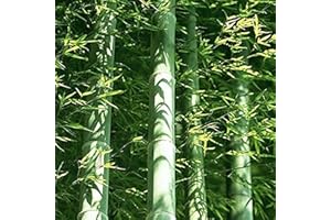 FLOWER FIELD STORY 40 piezas de un paquete de semillas de bambú Moso gigante fresco para la plantación de jardines de bricolaje decoración de jardín única