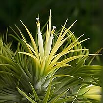 Divine Blossoms Airplant Tillandsia Cyenea Pink Quill Plant