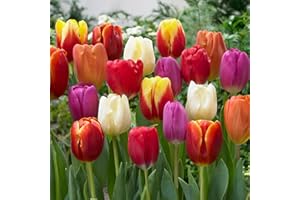 GENERICO 10 Bulbi di Tulipano TRIONFO in miscuglio | Bulbi provenienti dai migliori produttori Olandesi | Esclusiva selezione e controllo qualità | Fioritura garantita dal primo anno.