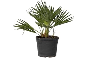 Plant in a Box - Chamaerops 'Vulcano' - Perenne - Palma nana - Pianta da giardino - Vaso 19cm - Altezza 35-45cm