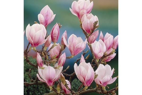 GardenersDream Magnolia de Soulange - Plante de jardin fleurie d'extérieur - Magnolia caduc à soucoupe nécessitant peu d'entretien (20-30 cm, pot de 9 cm inclus)