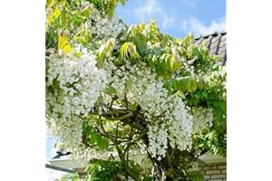 Bloomique - Wisteria Floribunda Alba - Blauregen Kletterpflanze - Weiß - Kletterpflanzen - Gartenpflanzen - Winterhart - 50-70 cm Hoch - Topf 15 cm