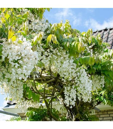 Weier Chinesicher Blauregen - Wisteria sinensis 'Alba' Kletterpflanze mit  groen weien Bltentrauben - Topf gewachsen (60-100cm) : Amazon.de: Garten