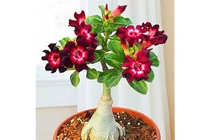 FKGNQS WüStenrosenknolle-Winterhart MehrjäHrig,Wüstenrose Rhizome,WüStenrose Kaufen,Adenium Obesum Pflanze,WüStenrose Pflanze,Wüstenrose Pflanze Im Topf,Bonsai-Pflanzen-3knolle-a