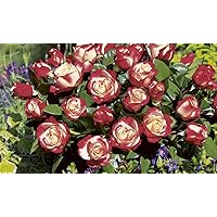 'Nostalgie' -R-, Edelrose im 4 L Container