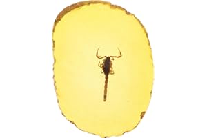 IMIKEYA Amber with Insects Samples Stones Crystal Specimens Home Decorations Collection Pendant Scorpion