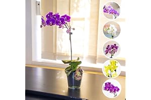 EASY PLANTS 1 Elegant Moth Orchid Colourful Flower Plant in 9cm Pot Phalaenopsis Blume for House Indoor Decoration