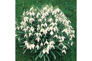 Millthorpe Plant Centre Snowdrops Galanthus Nivalis - 50, 100, 250, 500 or 1000 Bulbs - Free P&P (50)