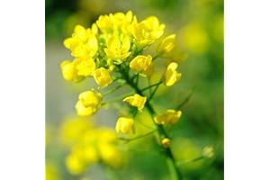 SEMISAUVAGE PERMACULTURE 500 Graines de Moutarde Blanche - plantes aromatique potager - semences paysannes reproductibles - SemiSauvage