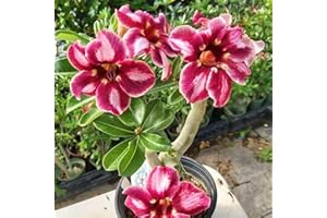 IIEDGE Seltene Wüstenrose WüStenrosenknolle Winterhart Seltene Wüstenrose Winterhart MehrjäHrig Schönes Bepflanzen von Staudengärten