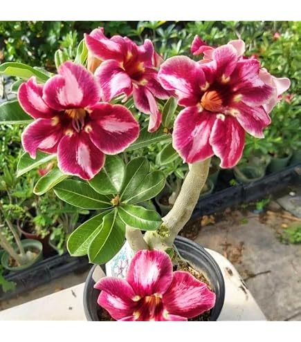 Wüstenrose (Adenium Obesum) Samen – 10 Stück, Verschiedene Farben, Für Sukkulenten-Fans