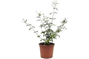 FLORES FRESCAS ONLINE Planta Jazmin Grandiflora(Jazmín Andaluz) PORTES GRATIS