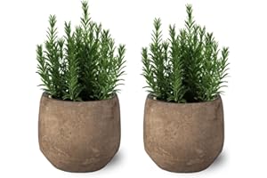 SMPLY. Pack de 2 Plantas Naturales de Romero - Hierba Aromática Interior y Exterior Fácil de Cuidar - Huerto Urbano y Jardín - Altura 20 cm - Maceta 10 cm (no incluye maceta cerámica)