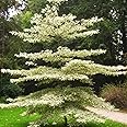 Hug A Plant | Terminalia Variegated Ornamental Live Plant (Home & Garden)