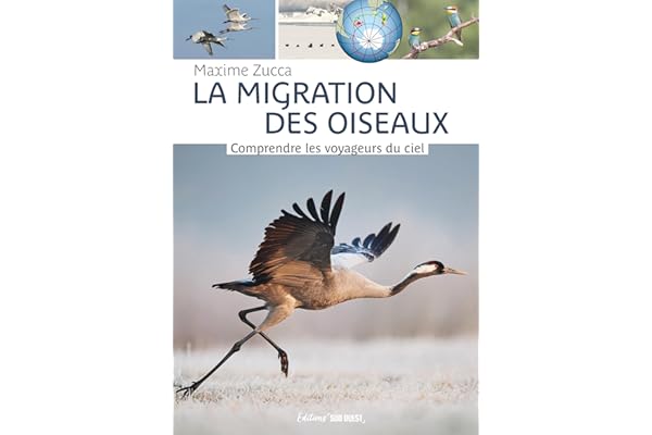 La migration des oiseaux: Comprendre les voyageurs du ciel