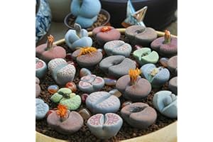 Haloppe 100 Stück Lithops-Blumenpflanzensamen für die Bepflanzung des Hausgartens, Lithops-Kaktus-Sukkulentensamen für den Innenbereich Lithops-Samen