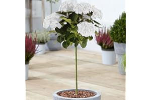 GARDENERSDREAM Hydrangea Macrophylla Tree Collection | Deciduous Trees for Small Gardens Patios Plant Borders | Potted Lollipop Blue, Pink, White & Red Trees | Climbing Hydrangea Flower (70-80cm (Incl. Pot), White)