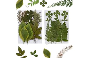 PYEUIFT 30 Stück Gepresste Blumen Und Getrocknete Blätter Natürliches Trockenblumen Set Für Harz Kerzen Schmuck Seife Herbarium Basteln DIY Deko Und Kunsthandwerk