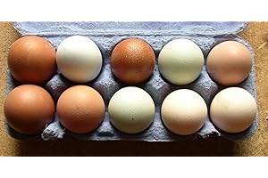 ASVET 10+2 bunte Hühner-Eier aus Freiland Haltung, direkt vom Bauernhof mit Kräuter Fütterung, tages-frische Delikatesse aus der Altmark, auch als Bruteier für Selbstversorger