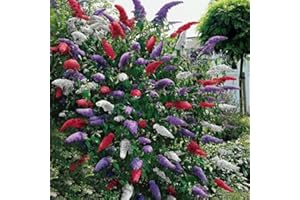 Ncient 20 pcs/Sac Arbre à Papillons Tricolore - Graines Semences de Arbuste Seed Buddleia Davidii