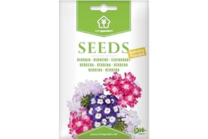 Verveine, Graines prêt à Pousser Minigarden, 100% Naturelles sans Propagateurs Chimiques ni Génie Génétique, inclut entre 90 et 120 graines