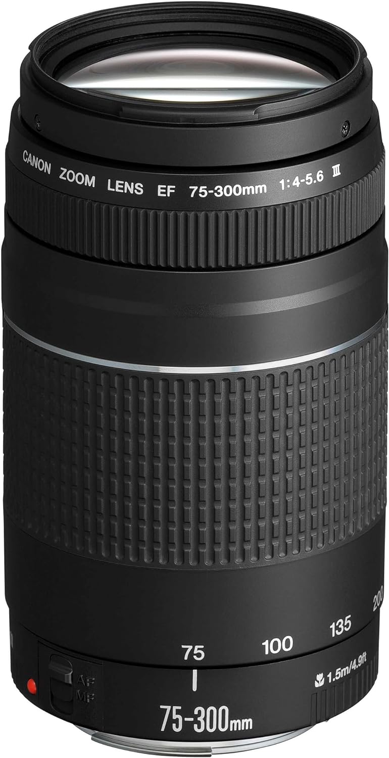 Vue 5