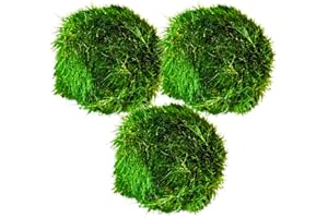 PARTY IN MY PLANTS Marimo Moss Balls Aquarium Aquatic Plant Easy Betta Cherry Shrimp Java (3)