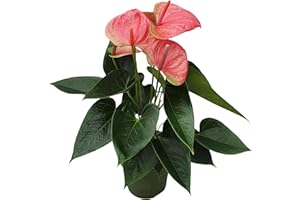 Plant in a Box - Fleur de flamant - Ensemble de 1 - Anthurium 'Sweet Dream' - Hauteur 35-45cm - ø 12cm - Plante d'intérieur à fleurs - Rose