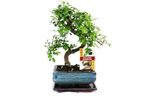 GARDENERSDREAM Bonsai Elm parvifolia S Style 7 yr - 1 tree - By Bonsai2u
