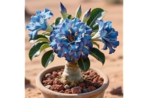 IOUPLIUKDF La rosa del desierto florece fácilmente durante toda la temporada sin necesidad de mantenimiento-1tubérculos-D