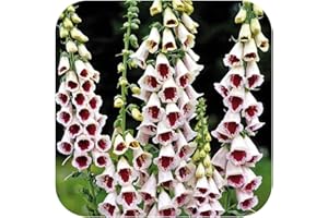 GROWTANICAL Foxglove Digitalis 'Pam's Choice' 'Elsie Kelsey' x 6 Large Perennial Plug Plants