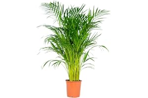 Bloomique - Dypsis lutescens - Palmera areca - Planta de interior - Purificadora del aire - Apta para mascotas - Altura 100-110 cm - Maceta 21 cm