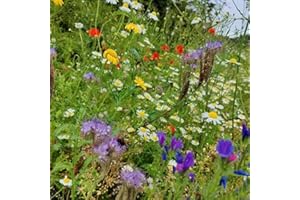Eco Meadow - Wild Grass Seed and Native Flower Seeds Mix - Garden Lawncare Guy (100g for 20m²)