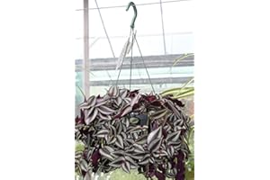 GARDEN MARKET PLACE Plantas de interior - Tradescantia - Planta colgante para la casa