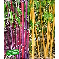 BALDUR Garten Bambus-Raritäten Kollektion, 2 Pflanzen Roter Bambus Chinese Wonder Fargesia jiuzhaigou No.1 und Goldener…