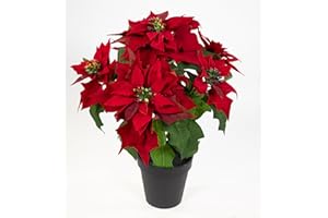 Seidenblumen Roß Poinsettie Poinsettie Large Poinsettia 40 cm Velvet Red in Pot PM Artificial Flower Artificial Plant Artificial Flowers