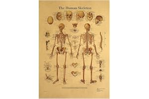 bopely Système De Squelette Corporel Graphique Anatomique De Squelette Humain Anatomie Affiche Mur Arts Arts Kraft Papier Affiches Décoracion