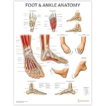 AnatomyStuff Foot & Ankle Anatomy Poster/Chart - 45x60cm, 18x24