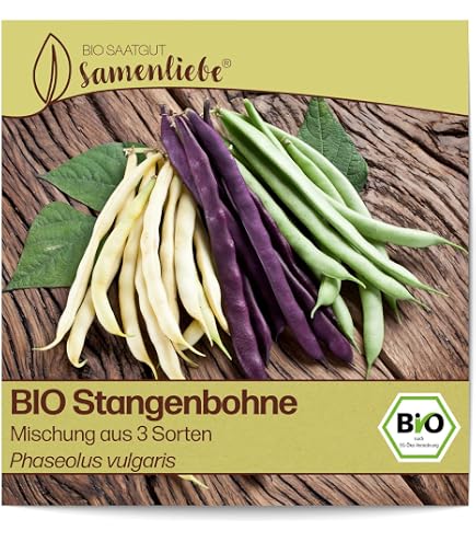 Bobby-Seeds Lady Di BIO-Bohnensamen – Portion Für Ca. 40 Pflanzen – Frühe, Fadenlose Prunkbohne