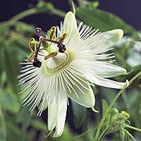 Passiflora caerulea"Constance Elliot" | 2er Set Passionsblume | Winterhart | Kletterpflanze mit weißer Blüte | Höhe 65…