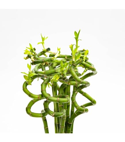 Bambù Della Fortuna A Spirale 30-35 Cm - 5 Steli - Pianta Da Interno Gardeners Dream, Portafortuna Per Casa E Ufficio (Vaso Da Coltivazione Incluso)