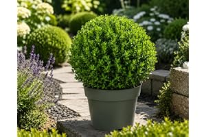 Ilex crenata 'Jenny' kula 20–25 cm Ø – vintergrön järnek – buxbomatersättning för trädgård och terrass – lättskött, frosthård, snygg häckväxt