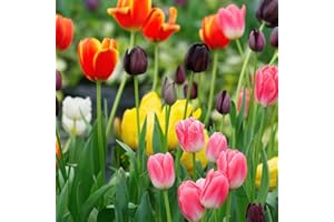 THOMPSON & MORGAN Tulip Everlasting Mixed Garden Plant Hardy Bulb Flowering Garden Plants Easy to Grow Your Own 32x Bulbs by Thompson and Morgan