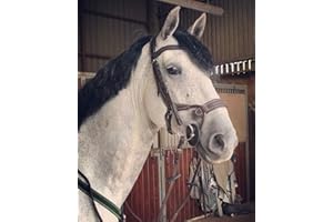 BENZ EQUESTRIAN ANATOMICAL JUMPING BRIDLE BROWN LEATHER PADDED COMFORT SHOW STITCHING (COB/MEDIUM, BROWN)